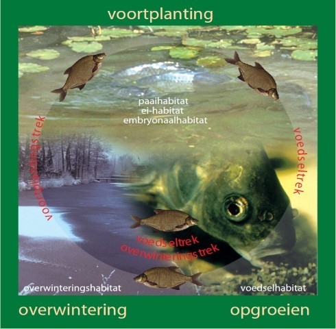 Hoe leven vissen? 2 Hoe leven vissen?