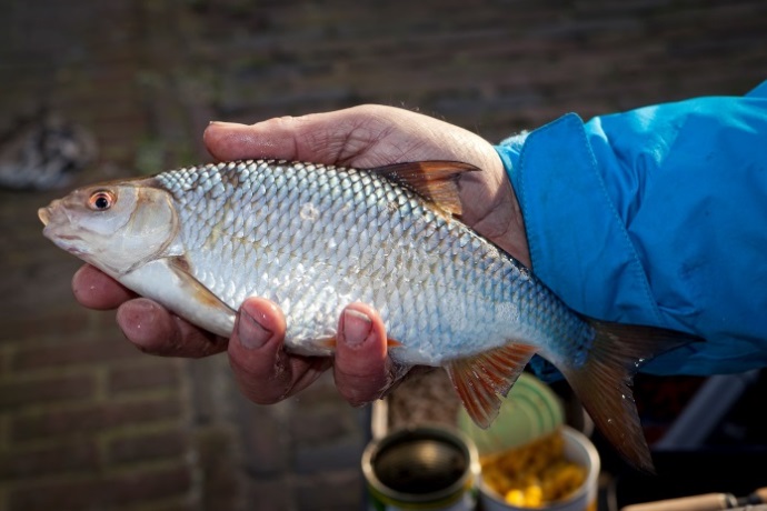 De beste vangstfoto's maken 8 Goede visfoto