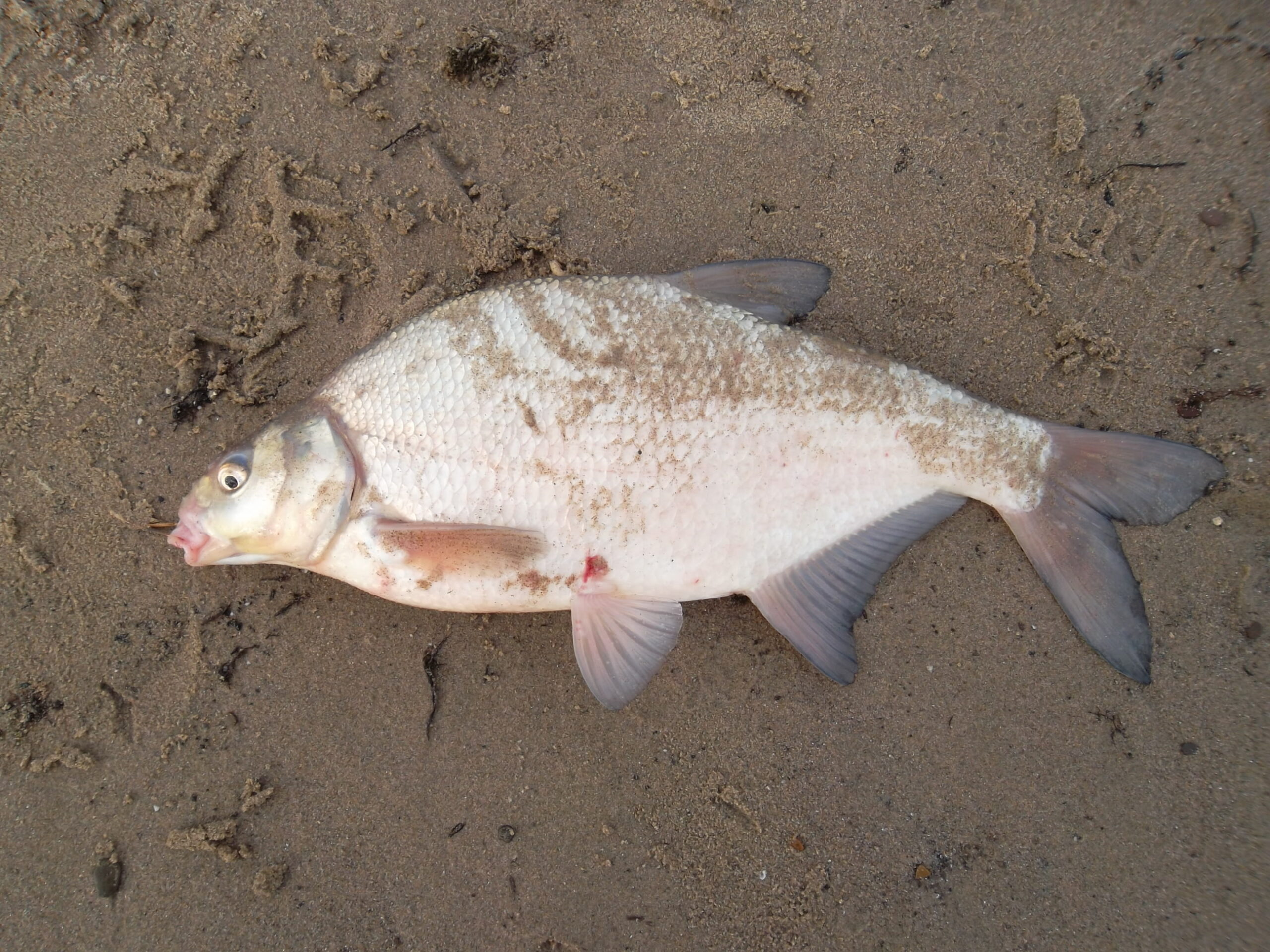 De beste vangstfoto's maken 6 zandbrasem scaled