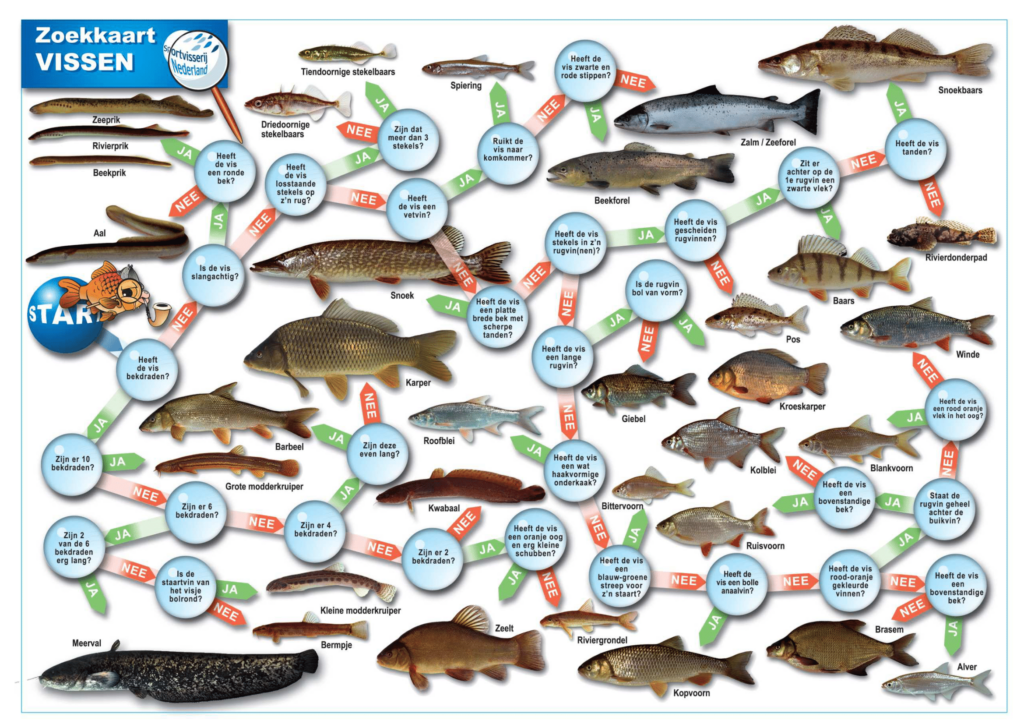 Info voor docenten 1 Zoekkaart zoetwatervissen